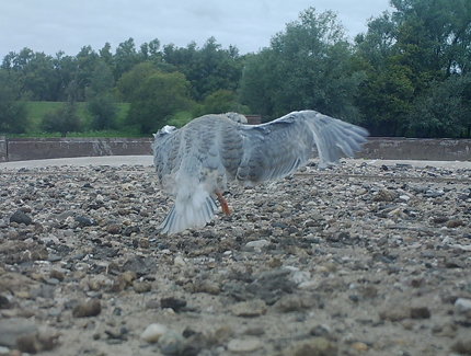 Foto: Juvenile Flussseeschwalbe