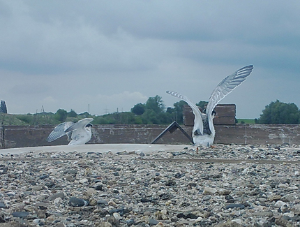 Foto: Juvenile Flussseeschwalben