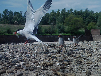 Foto: Flussseeschwalbe mit Küken