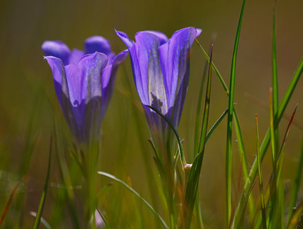 Photo: Lung Gentian