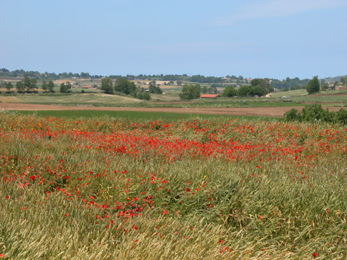 Foto: Mohnfeld