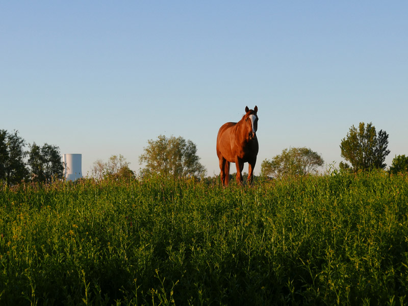 Foto: Pferd auf Weide