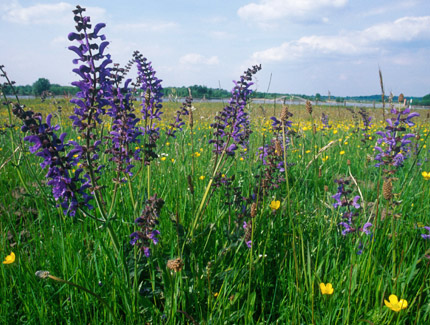 Foto: Blumenwiese