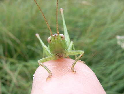 Foto: Eine Heuschrecke