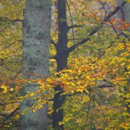Foto: Diersfordter Wald im Herbst