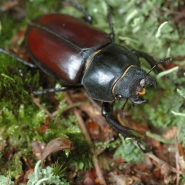 Foto: Weiblicher Hirschkäfer