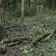 Foto: Bekämpfung der Spätblühenden Traubenkirsche