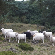 Foto: Heidepflege durch Schafe