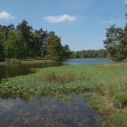 Foto: Heideweiher am Schwarzen Wasser