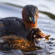 Foto: Zwergtaucher mit Jungvogel