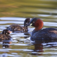 Foto: Zwergtaucher mit Jungvögeln