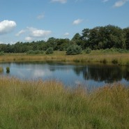 Foto: Heidemoor im Großen Veen