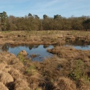 Foto: Bultkomplex im Großen Veen