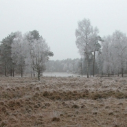 Foto: Heideweiher im Winter