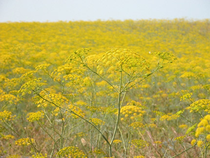 Foto: Fenchel