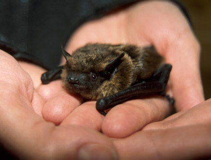 Foto: Breitflügelfledermaus