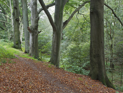 Foto: Buchenreihe im Hünxer Wald