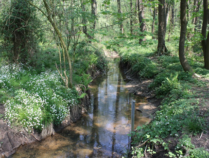 Foto: Bach in der Kirchheller Heide