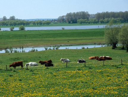 Foto: Rheinvorland bei Bislich