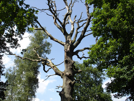 Foto: Totholz im Diersfordter Wald