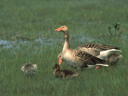 Foto: Graugansfamilie