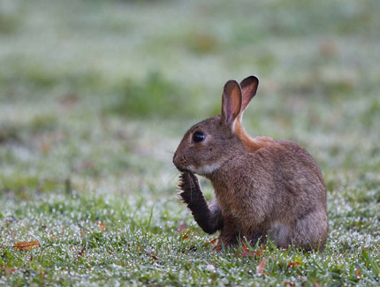 Foto: Wildkaninchen