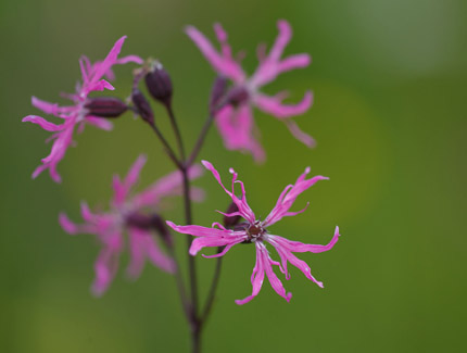 Foto: Kuckucks-Lichtnelke