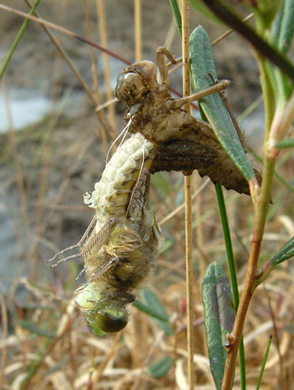 Foto: Schlüpfende Libelle