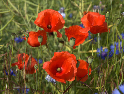 Foto: Klatschmohn mit Kornblumen