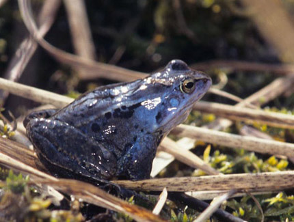 Foto: Moorfroschmännchen im Balzkleid