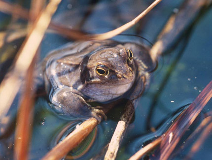 Foto: Moorfrosch