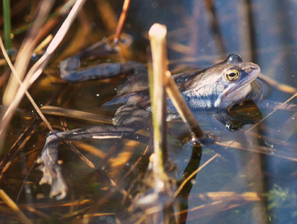 Foto: Moorfrosch