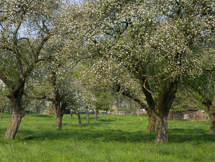 Foto: Streuobstwiese