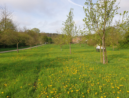 Foto: Obstwiese