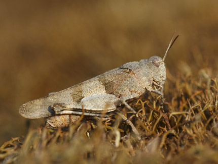 Foto: Blauflügelige Ödlandschrecke