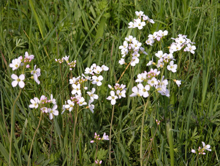 Foto: Wiesenschaumkraut