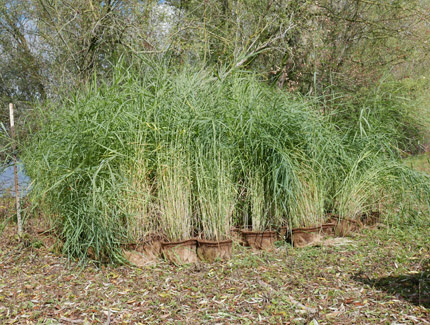 Schilfpflnazen in Töpfen