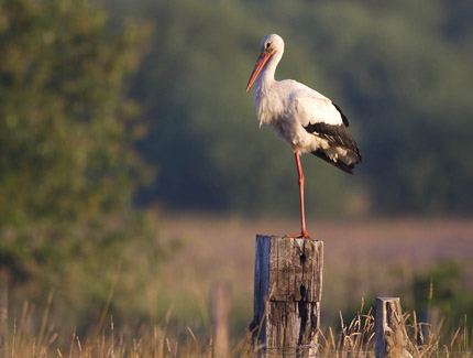 Foto: Weißstorch