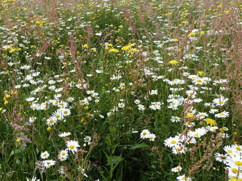 Foto: Blumenwiese