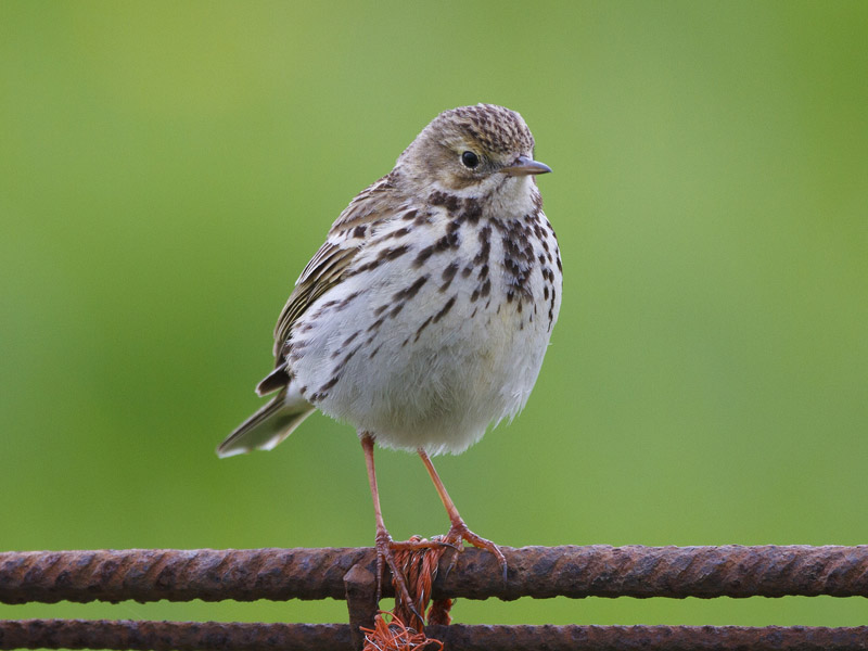 Foto: Wiesenpieper